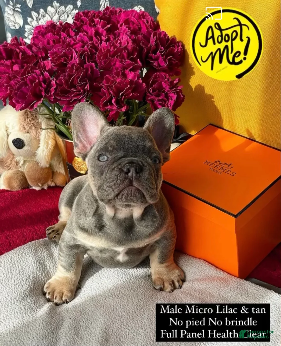 French Bulldog dogs for sale: Shelton - Ad 2