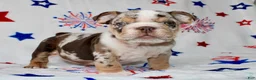English Bulldog dogs for sale: Diva  - Ad 5