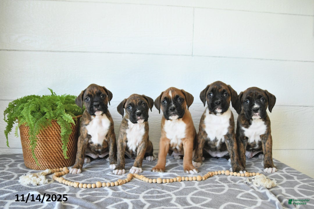 Boxer dogs for sale: Joy - Ad 8
