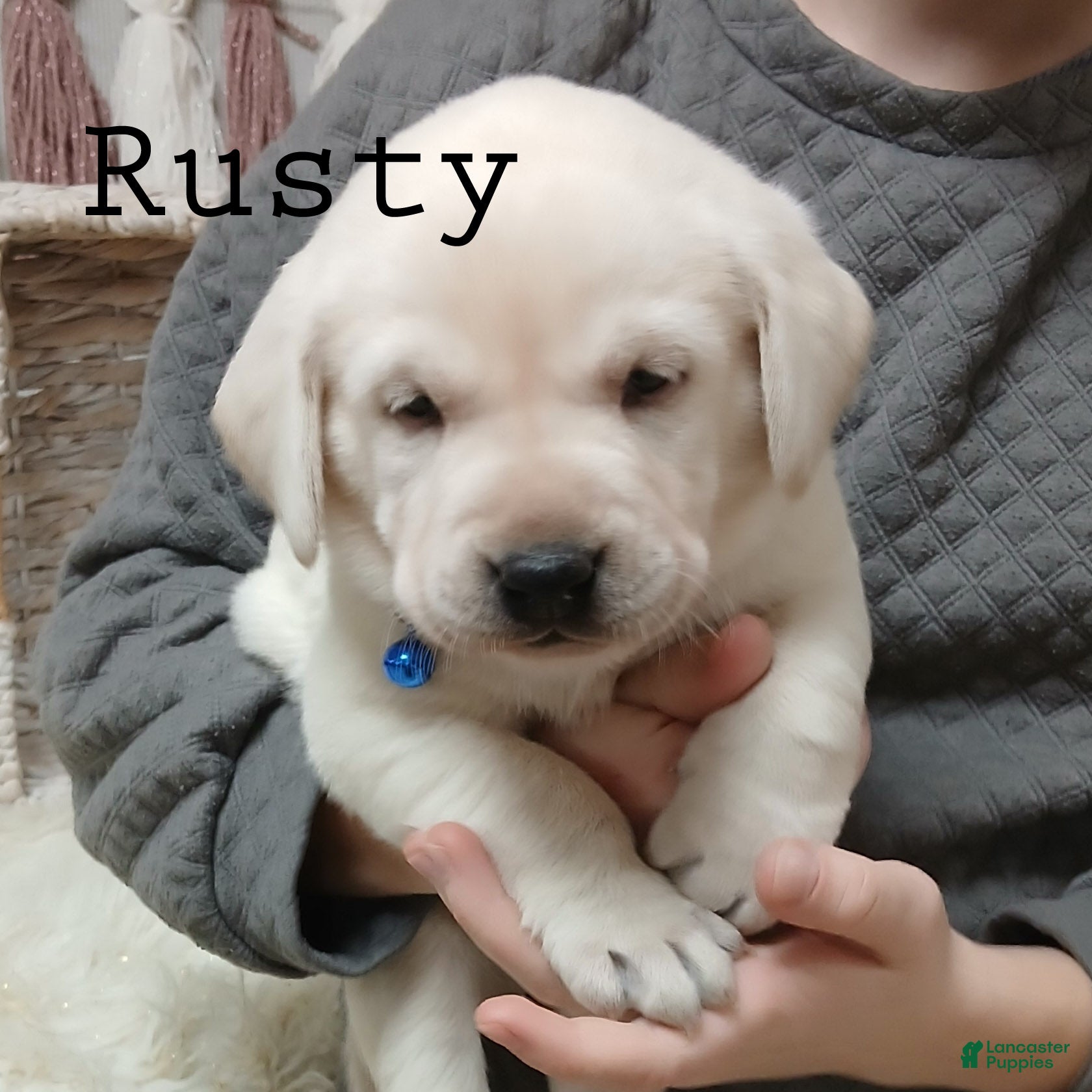 Labrador Retriever dogs RUSTY - Ad 7