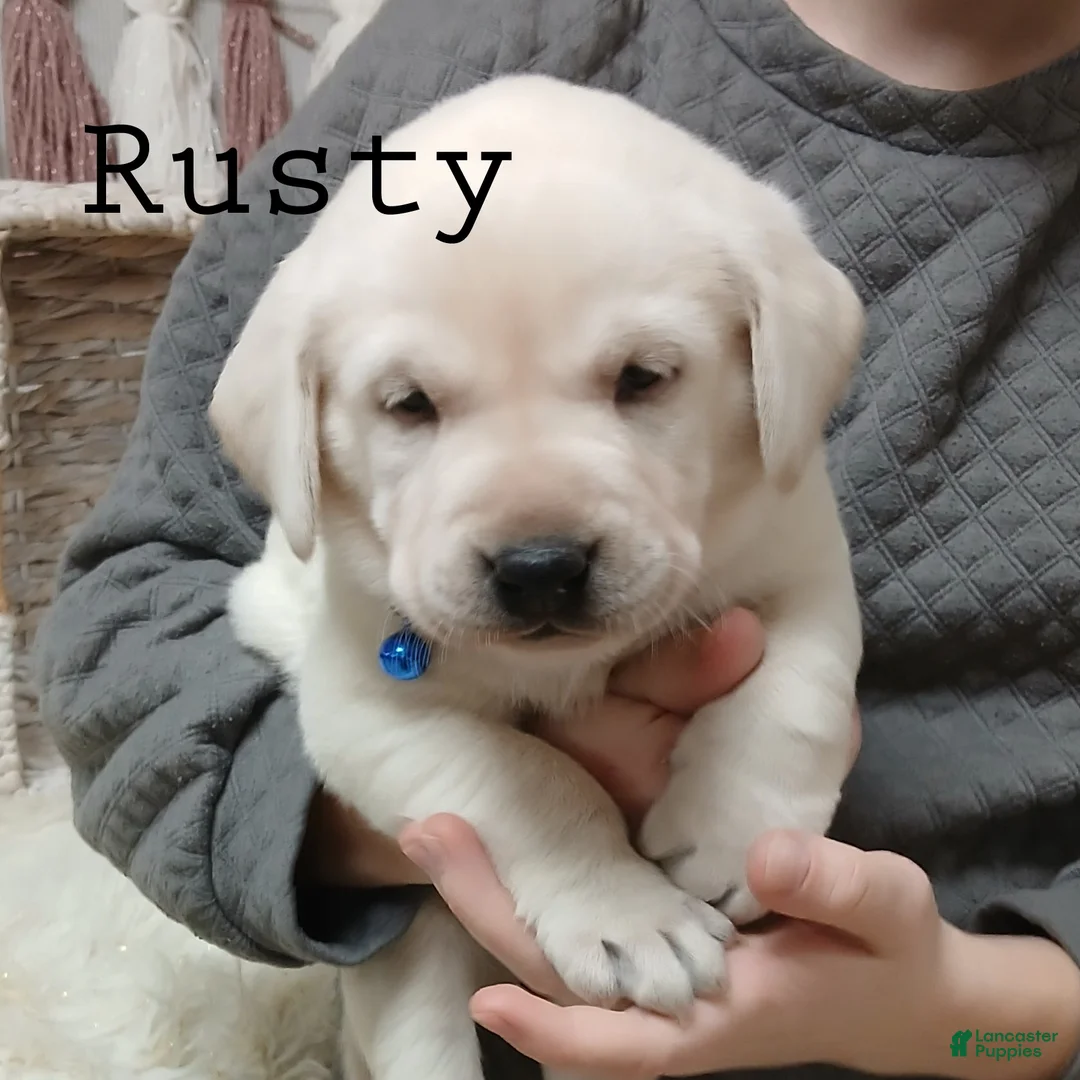 Labrador Retriever dogs for sale: RUSTY - Ad 1