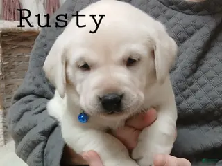 Labrador Retriever dogs RUSTY - Ad 7