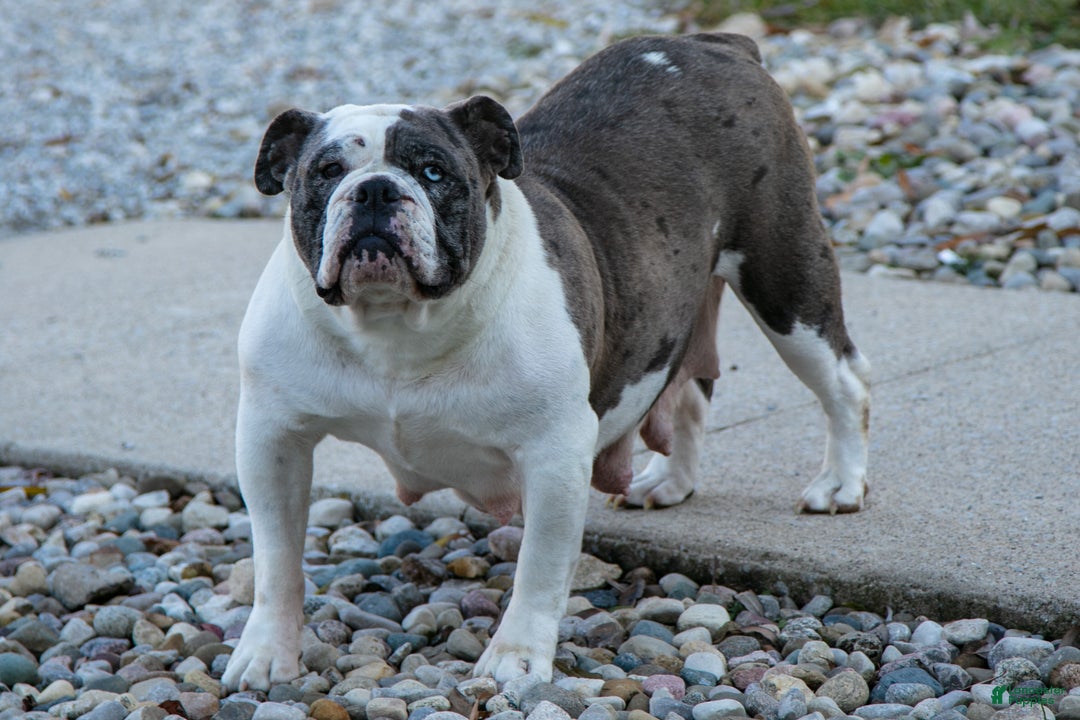 Mixed Breed dogs for sale: Tessa - Ad 4