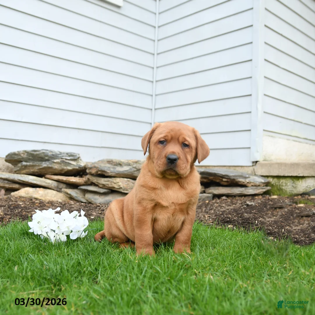 Labrador Retriever dogs for sale: Ferdinand - Ad 1