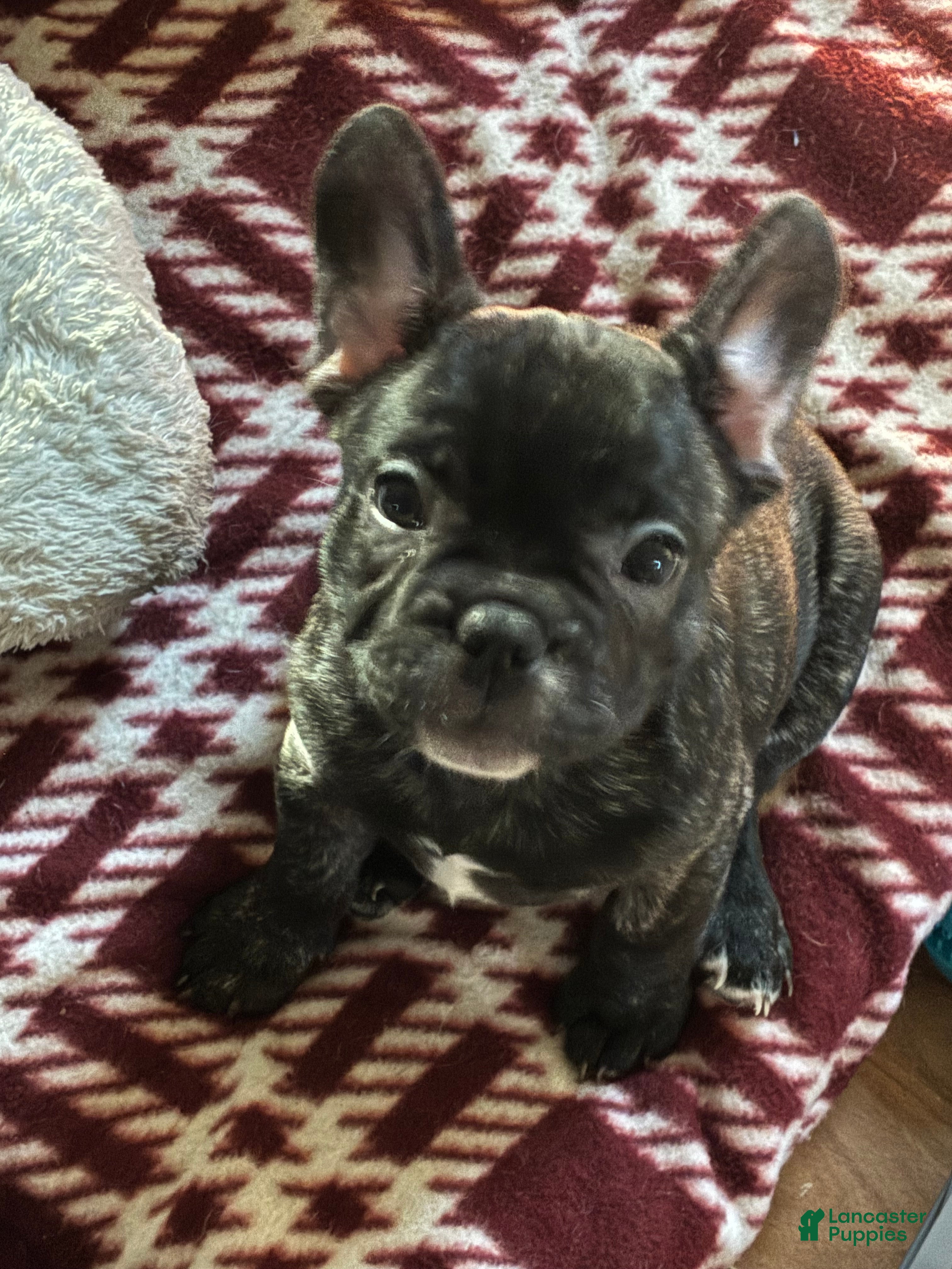 French Bulldog dogs French Bulldog Puppy 1 - Ad 27