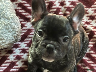 French Bulldog dogs French Bulldog Puppy 1 - Ad 3