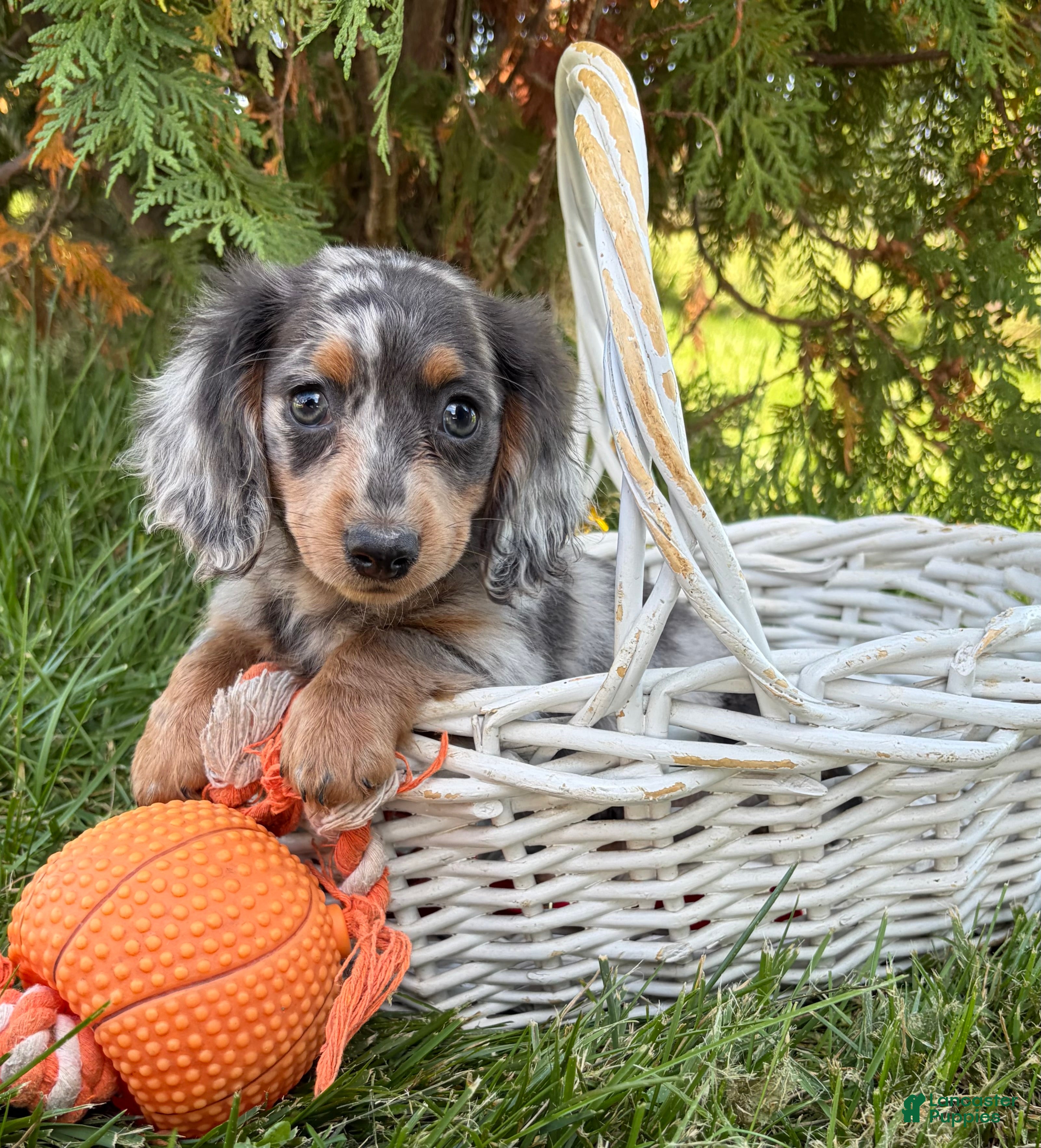 Miniature Dachshund dogs Crew - Ad 1