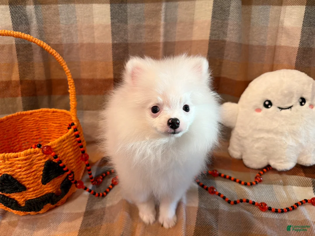 Pomeranian dogs for sale: Nala - Ad 6