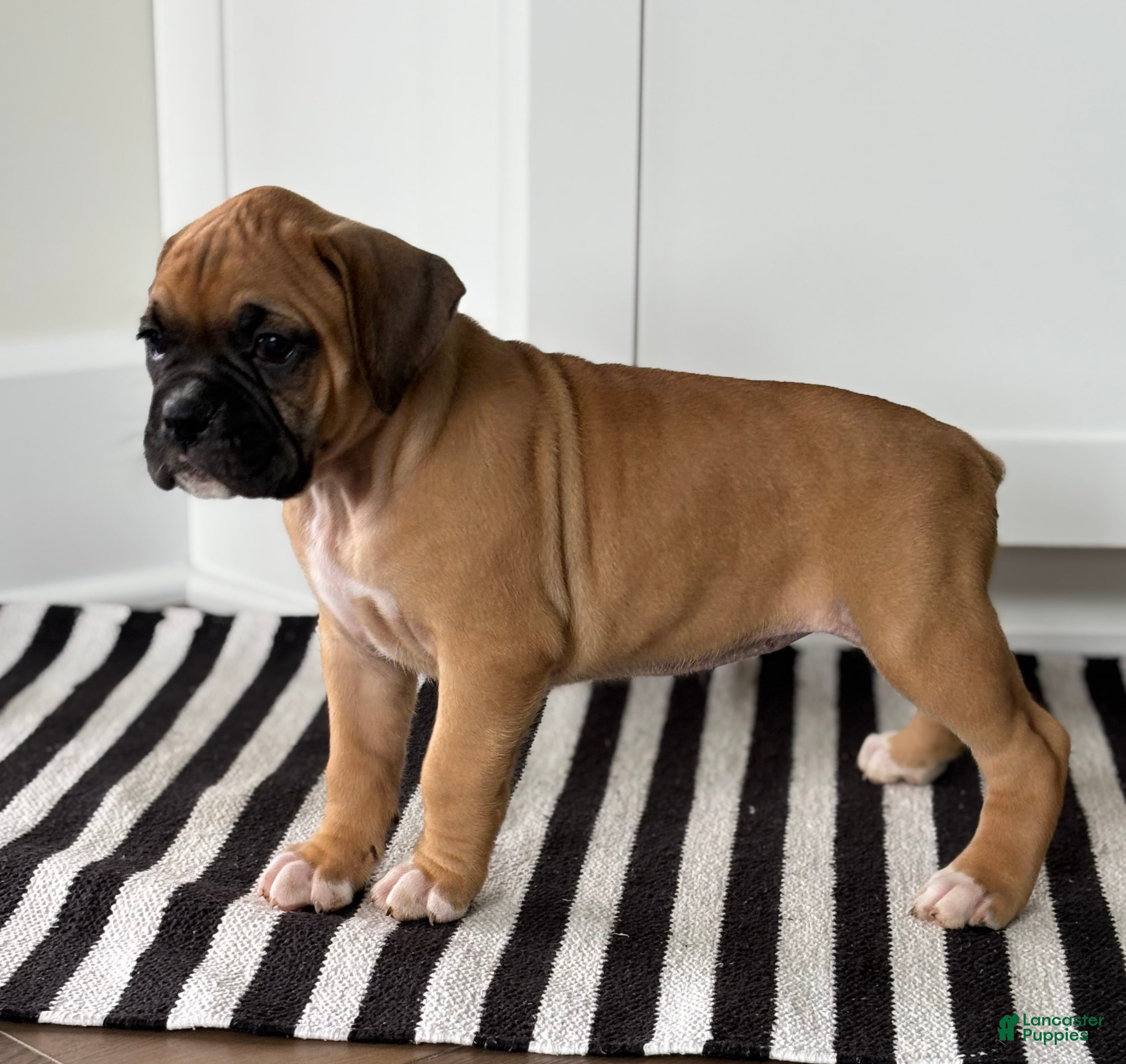 Boxer dogs Nova - Ad 1