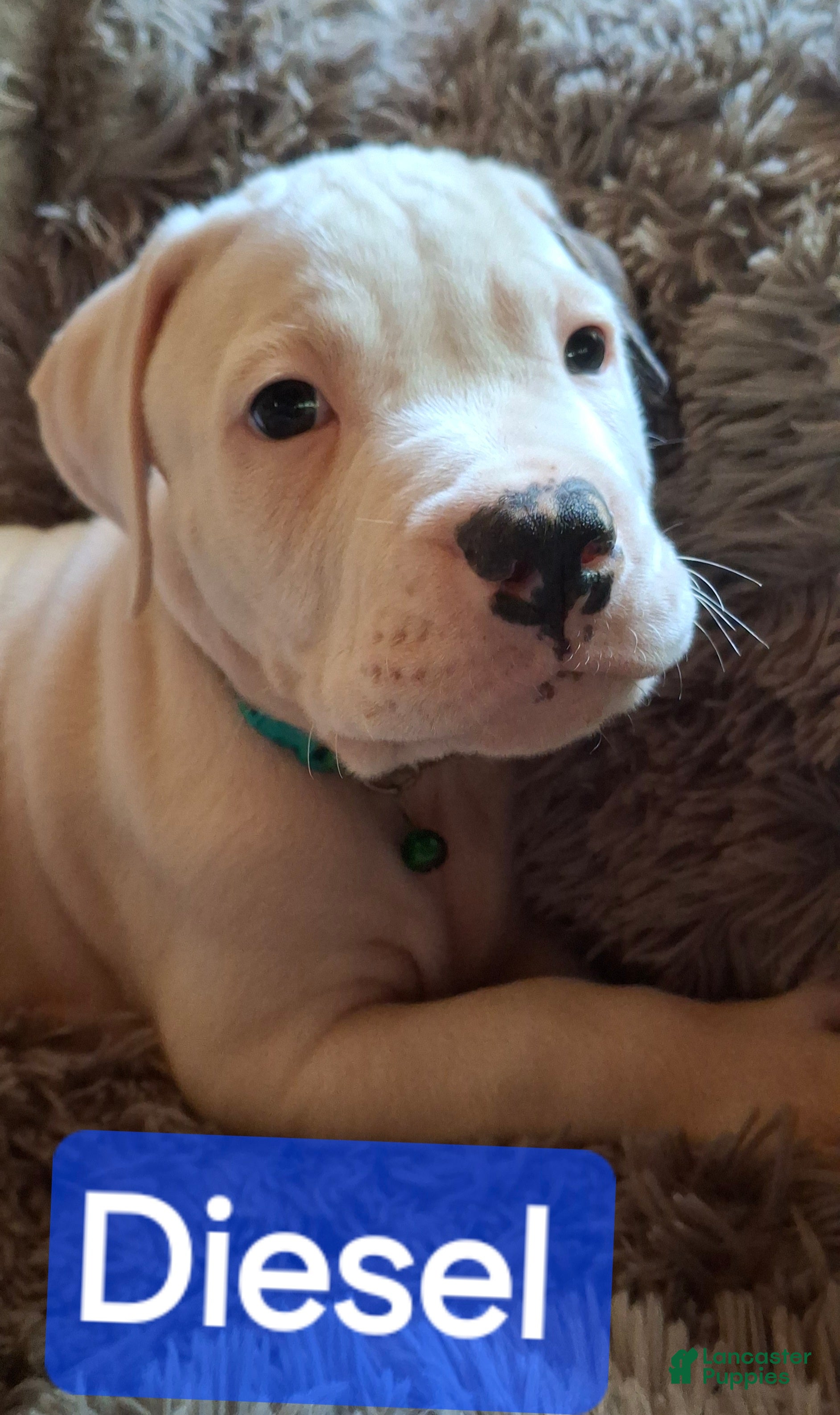 American Bulldog dogs Diesel  - Ad 4