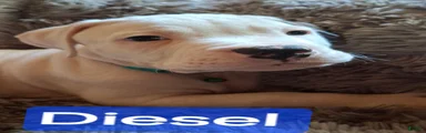 Diesel 