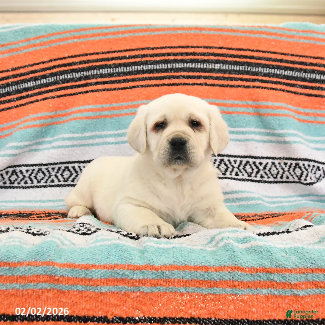 Labrador Retriever dogs for sale: Tank - Ad 4