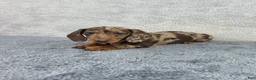 Miniature Dachshund dogs for sale: Missy - Ad 3