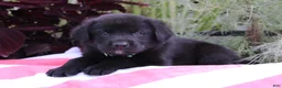 Labrador Retriever dogs for sale: Jake - Ad 4