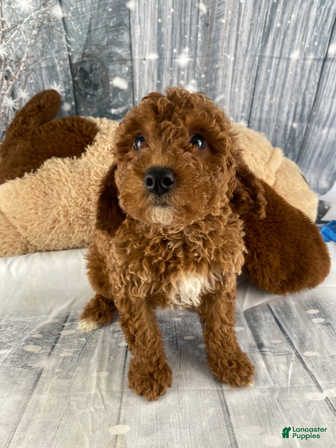 Miniature Poodle dogs for sale: Bruno - Ad 6