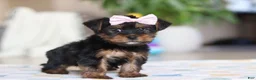 Morkie dogs for sale: Jazzie - Ad 4