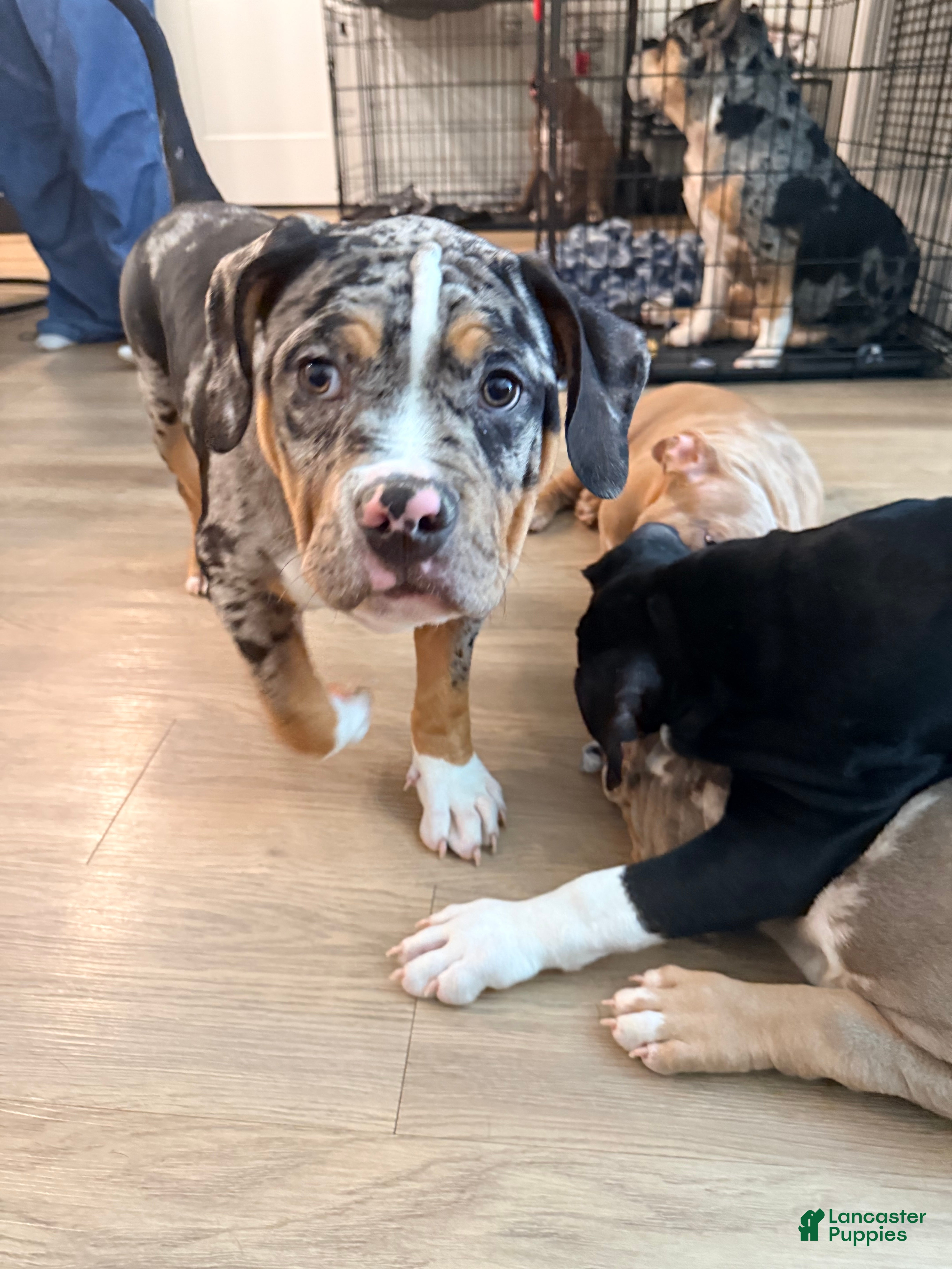 American Bully dogs for sale: Mack - Ad 16