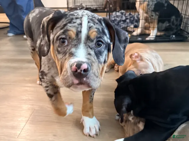 American Bully dogs for sale: Mack - Ad 16