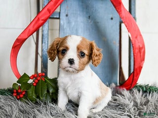 Cavalier King Charles Spaniel dogs Jubilee - Ad 6