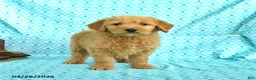 Goldendoodle dogs for sale: Mason - Ad 4