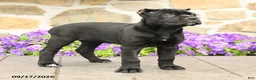Cane Corso dogs for sale: Cleo - Ad 3