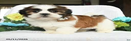 Shih Tzu dogs for sale: Joey - Ad 2