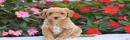 Mini Goldendoodle dogs for sale: Abby - Mini F1BB - Ad 1