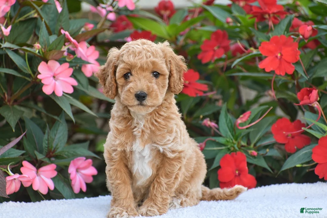 Mini Goldendoodle dogs for sale: Abby - Mini F1BB - Ad 1