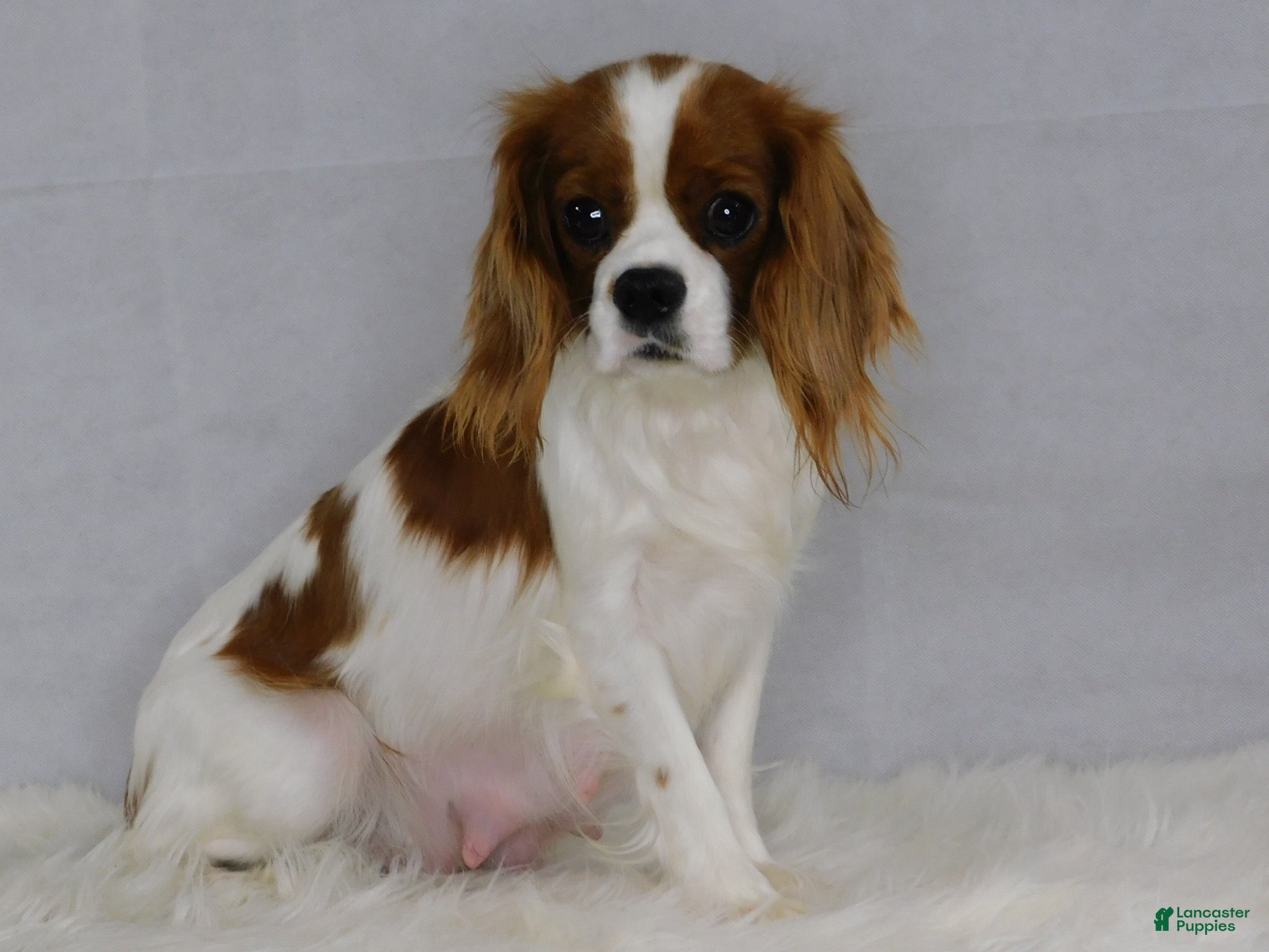 Cavapoo dogs Harley - Ad 2