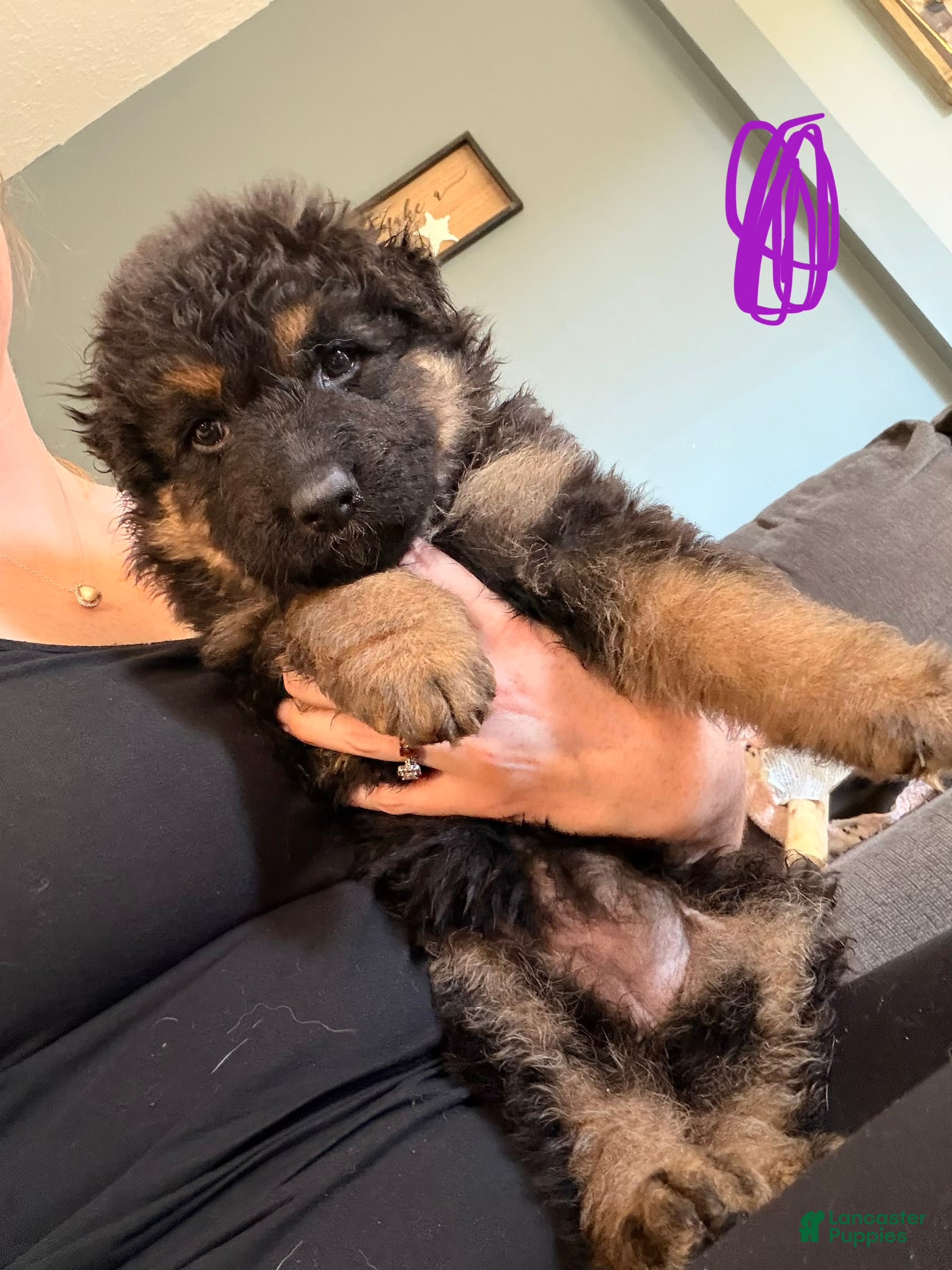 German Shepherd dogs Long Coat German Shepherd- Purple Female - Ad 18
