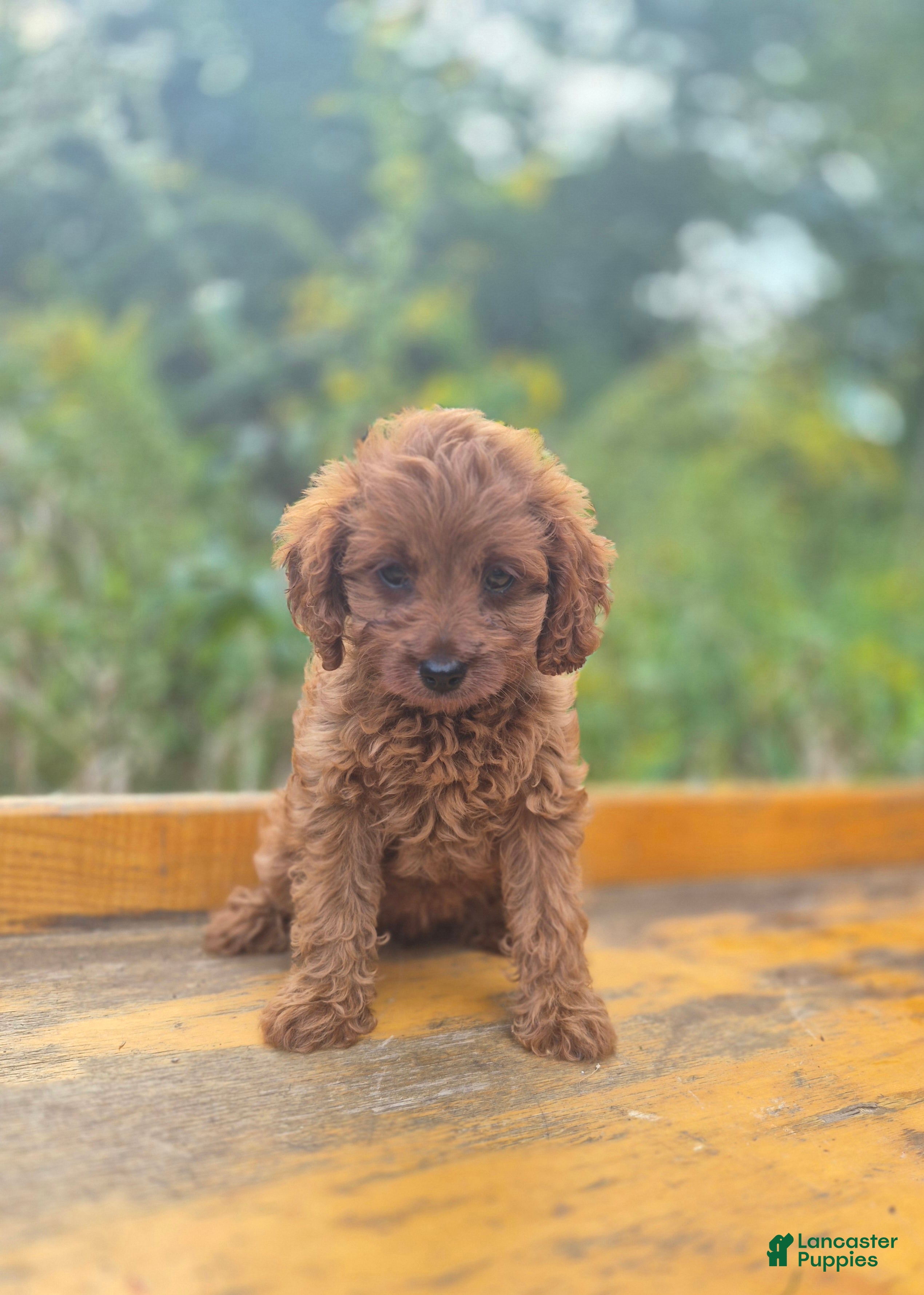 Cavapoo dogs Carly - Ad 1