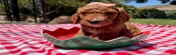 Goldendoodle dogs for sale: Hibiscus Jr. - Ad 2