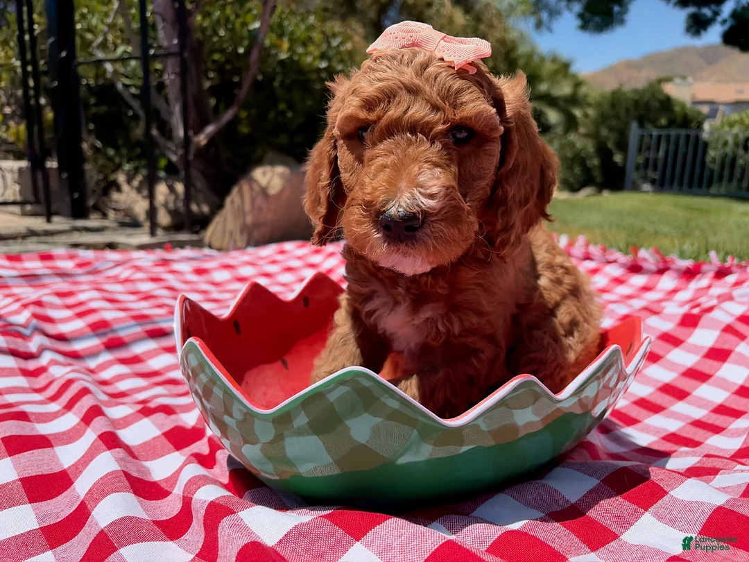 Goldendoodle dogs for sale: Hibiscus Jr. - Ad 2
