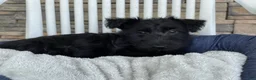 Scottish Terrier dogs for sale: Wanda - Ad 6