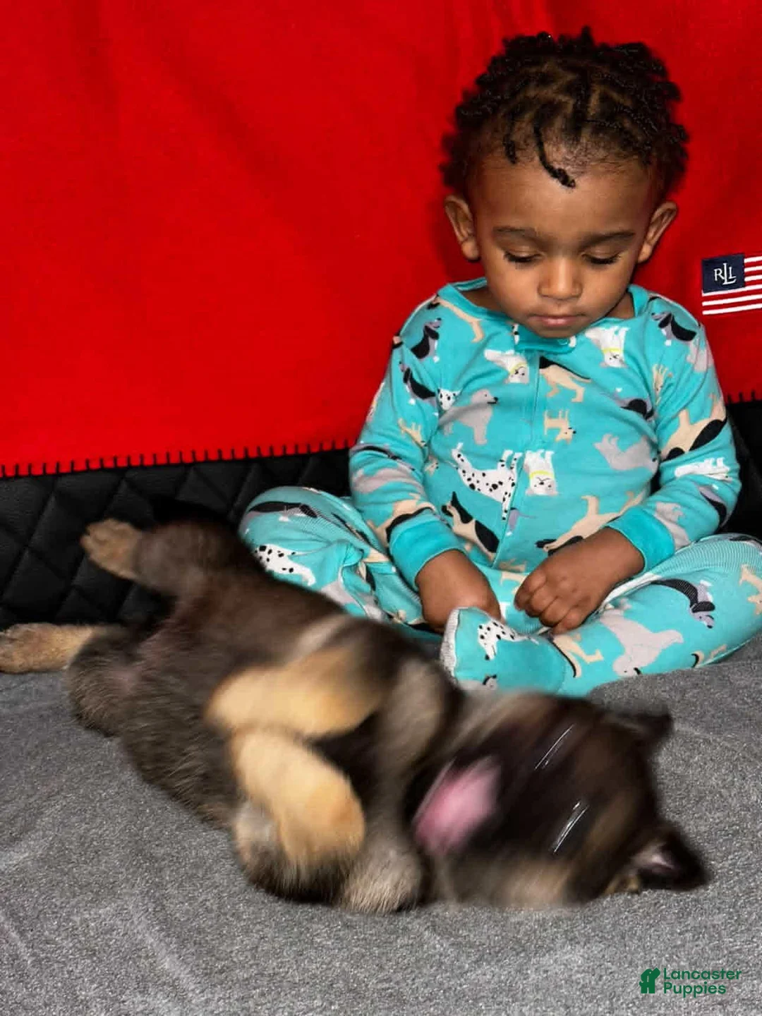 German Shepherd dogs for sale: German Shepherd Puppy 1 - Ad 2