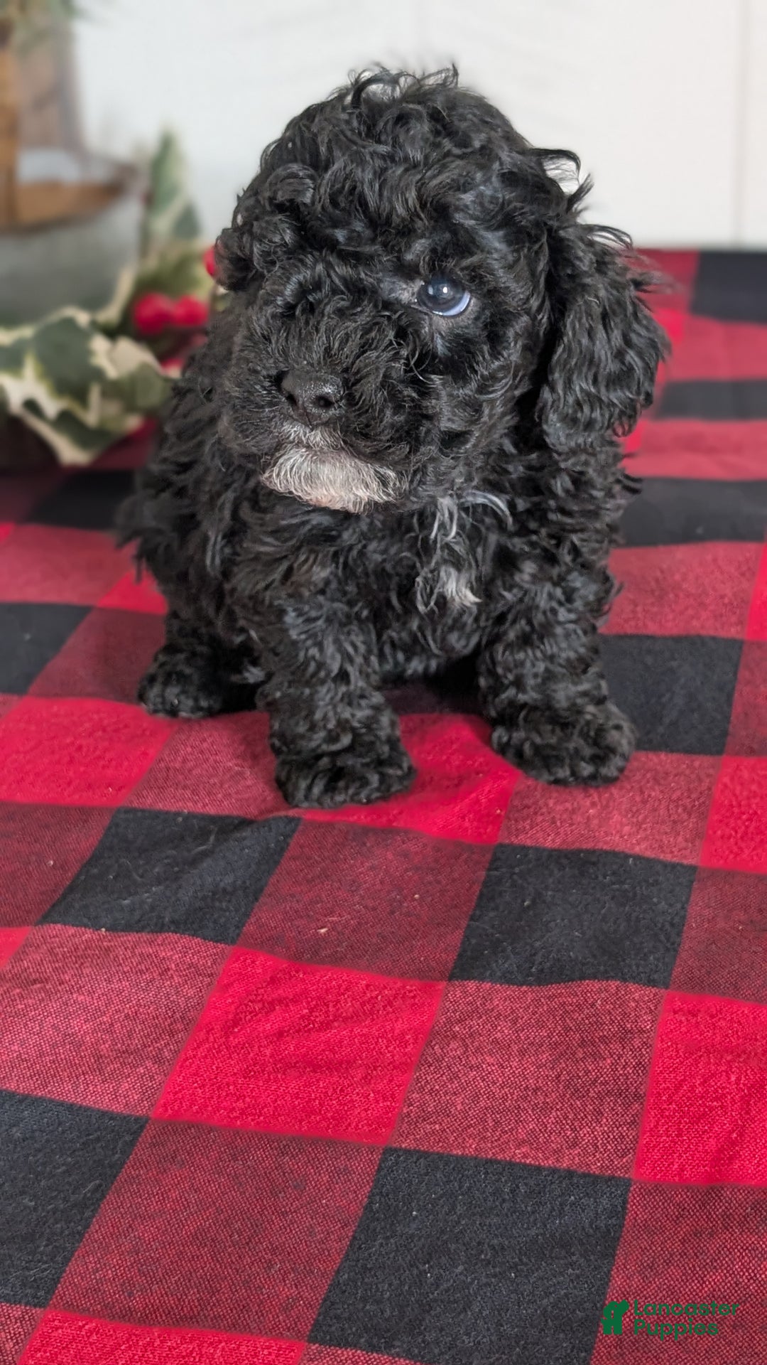 Cockapoo dogs for sale: Shiloh - Ad 5