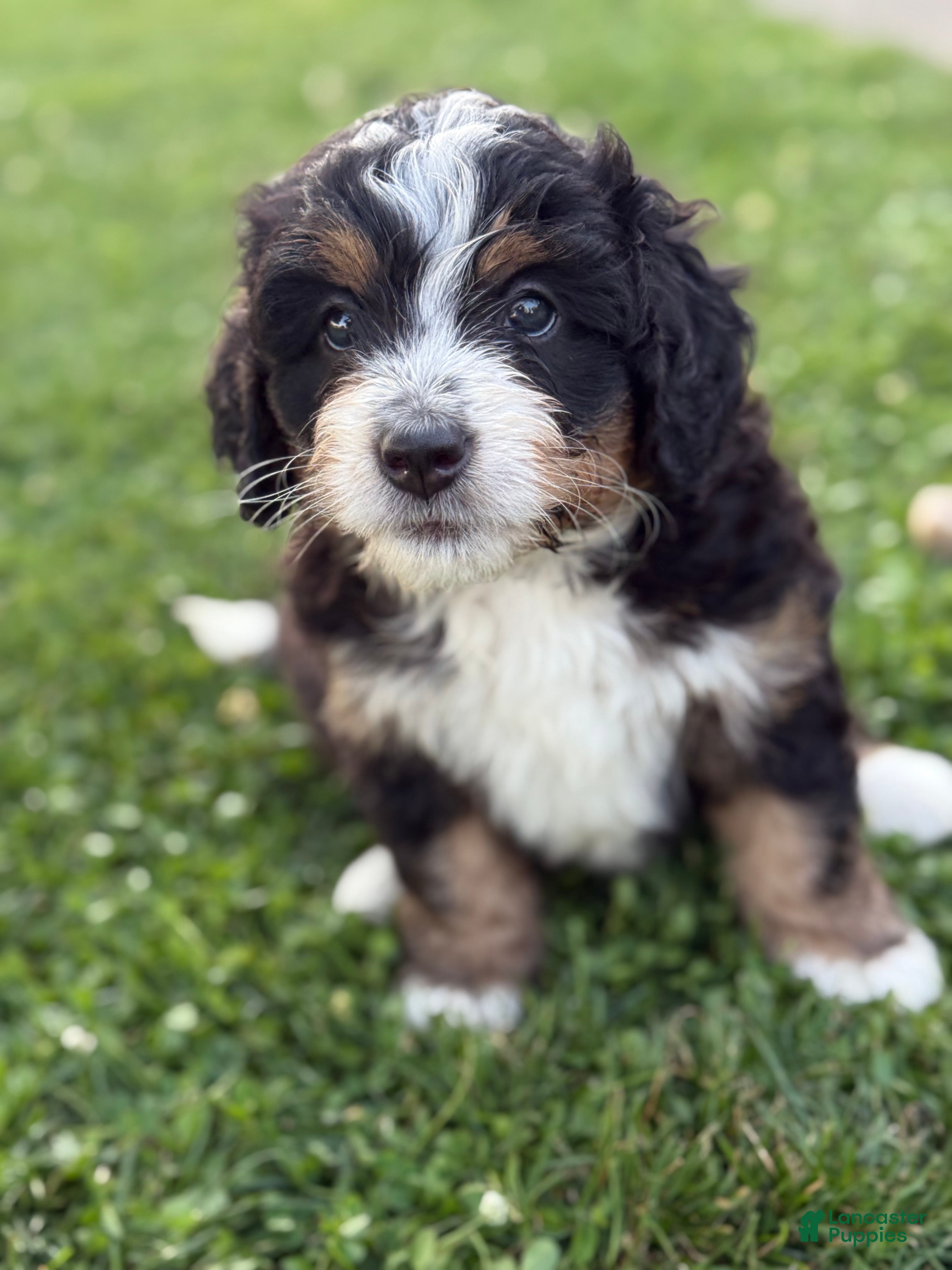 Mini Bernedoodle dogs Ranger - Ad 2