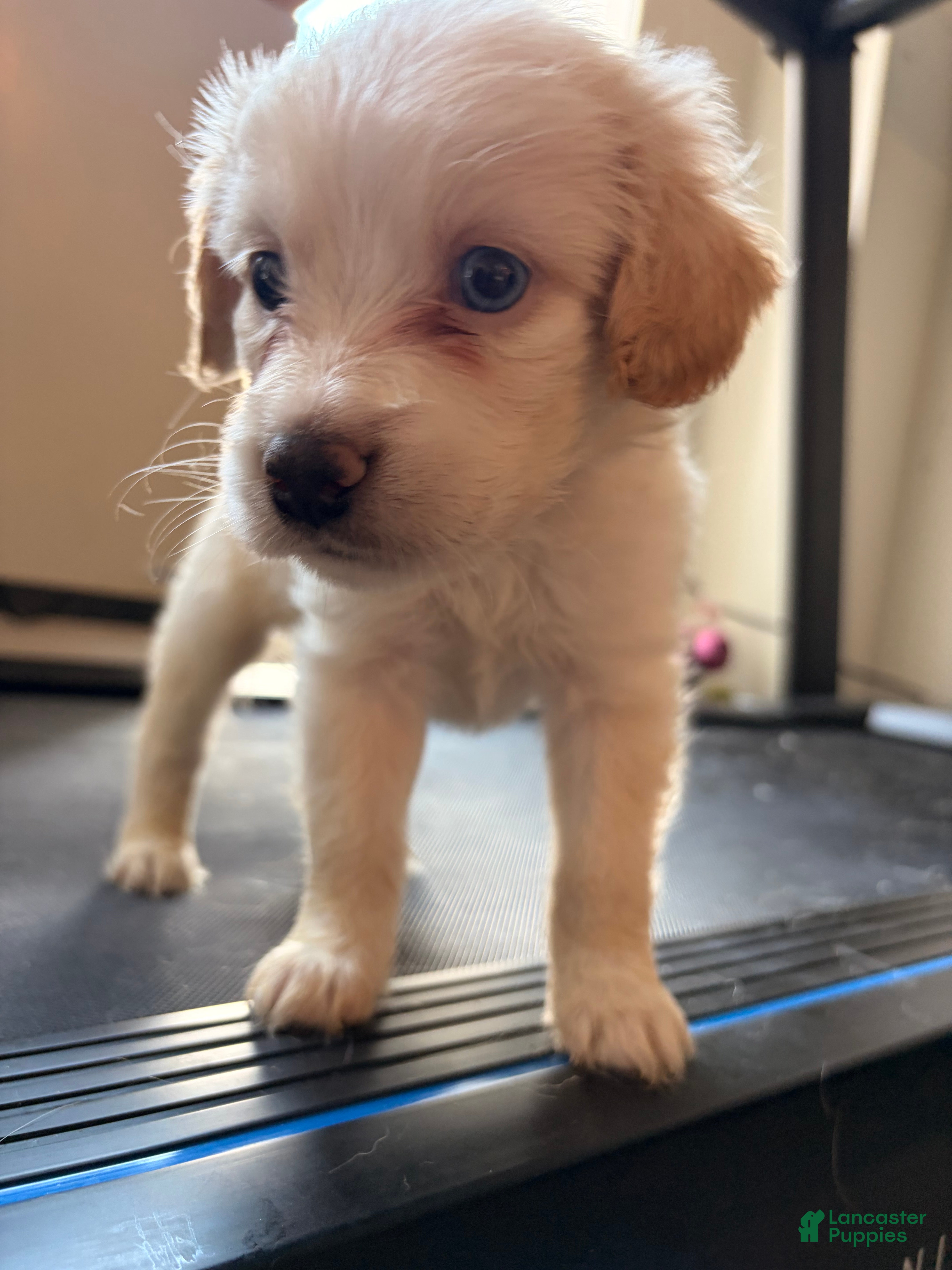 Mixed Breed dogs for sale: Hawk - Ad 4