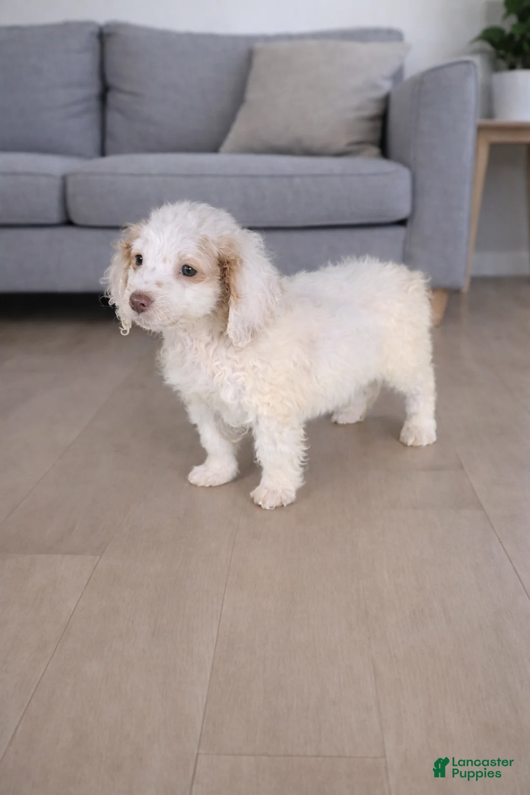 Mini Goldendoodle dogs for sale: Mini Goldendoodle Puppy 1 - Ad 2