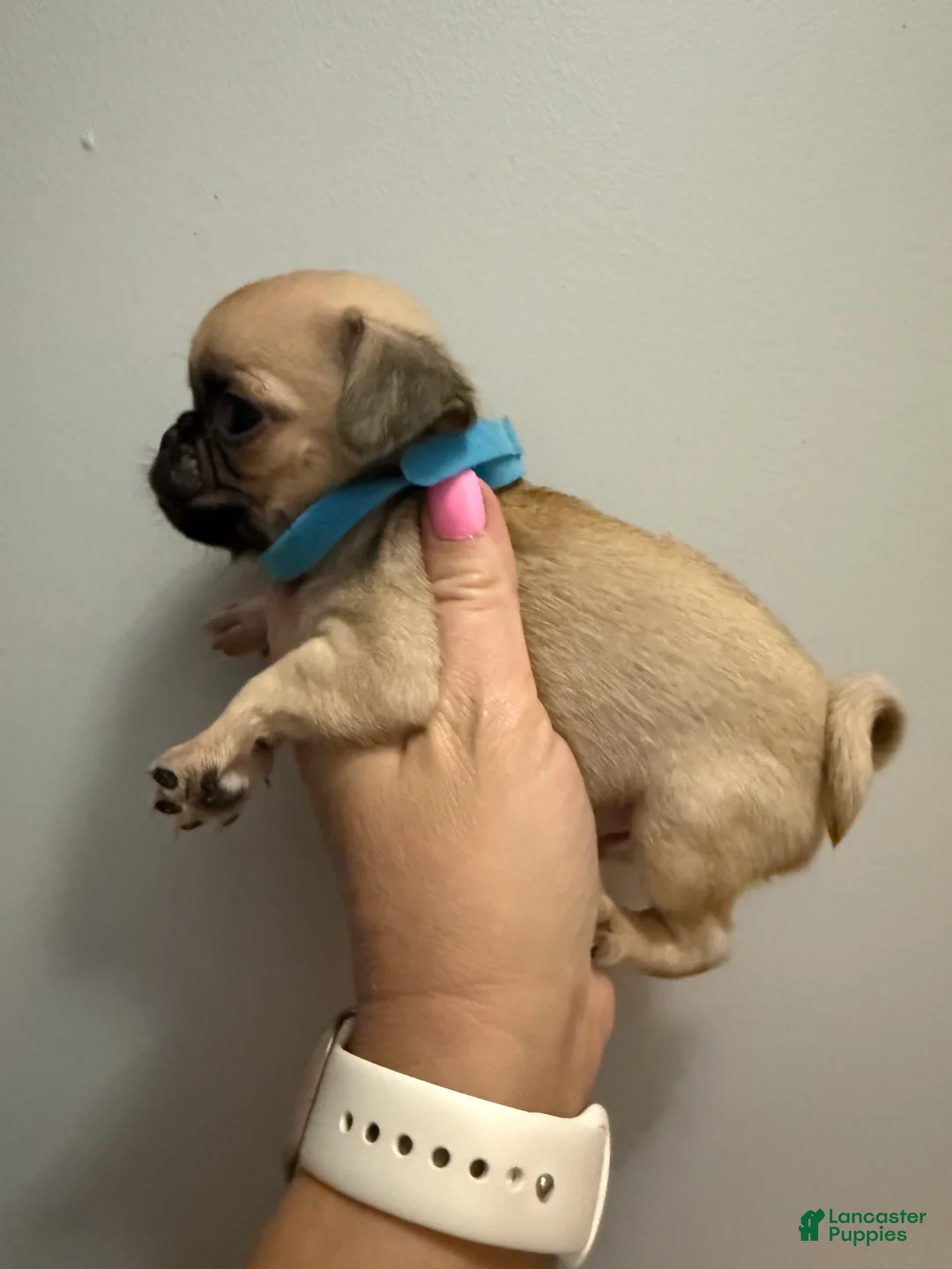 Pug dogs for sale: Blue - Ad 2