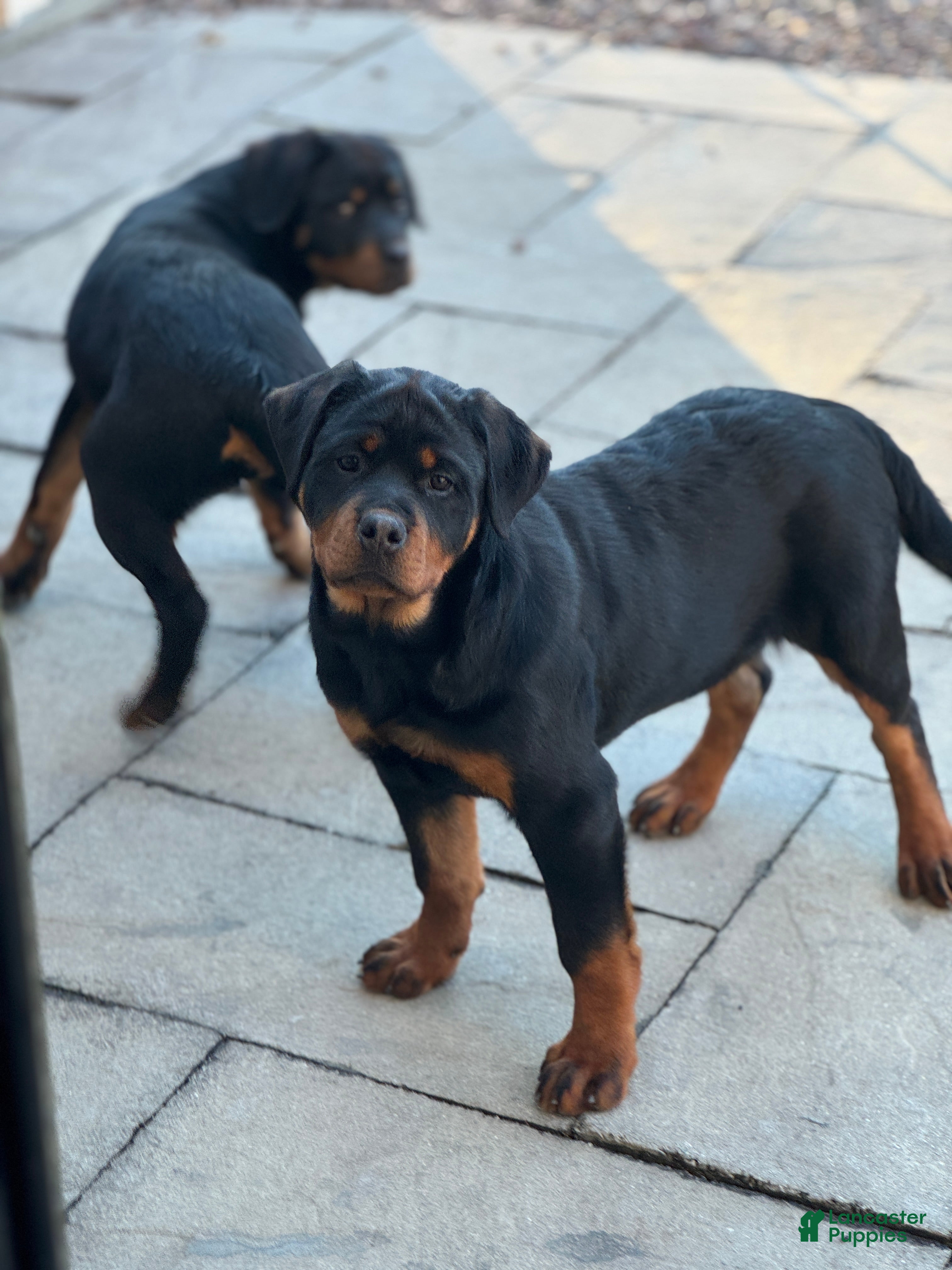 Rottweiler dogs Dahila (long tail)  - Ad 2