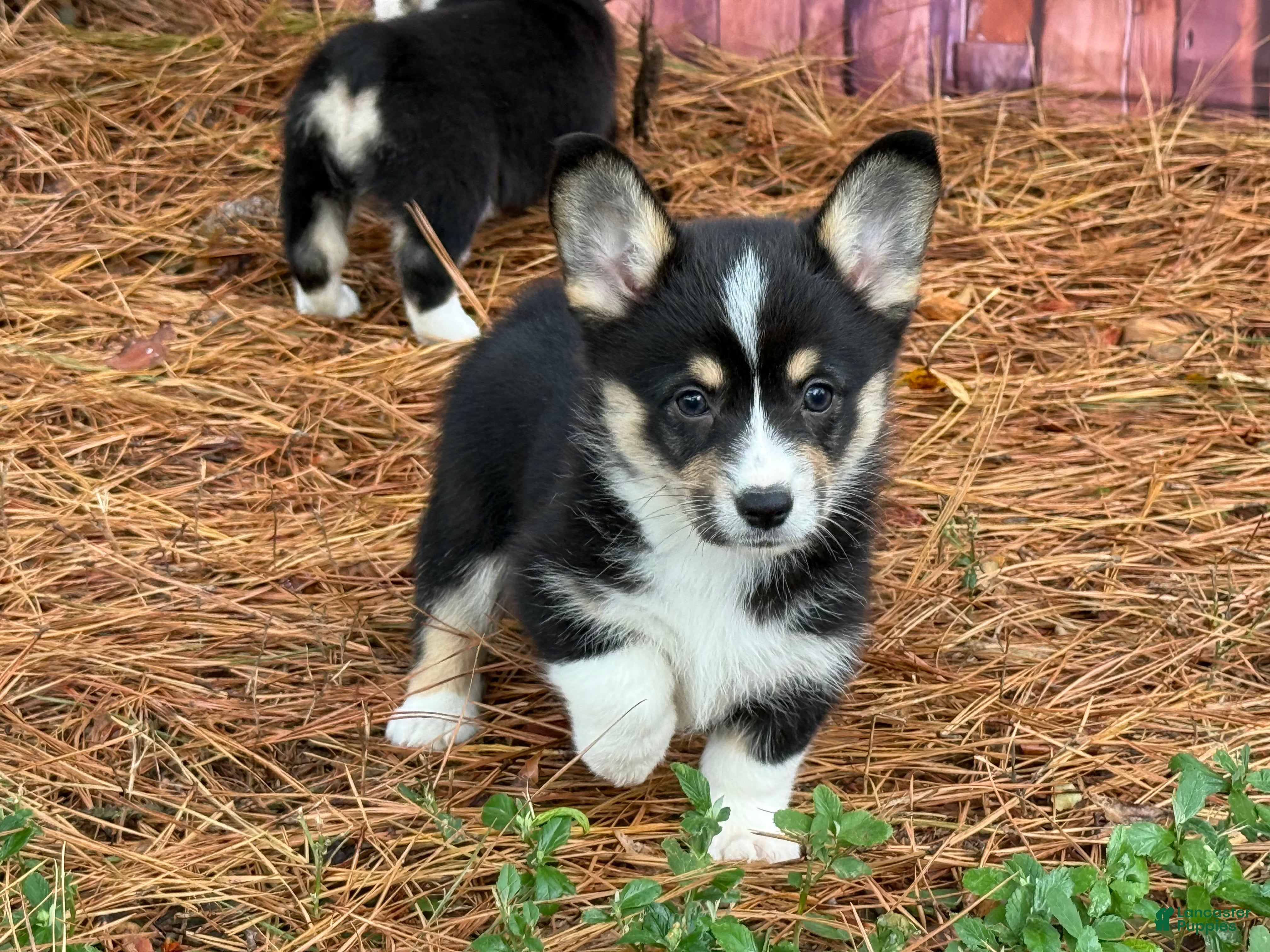 Mixed Breed dogs Black girl 2 - Ad 35