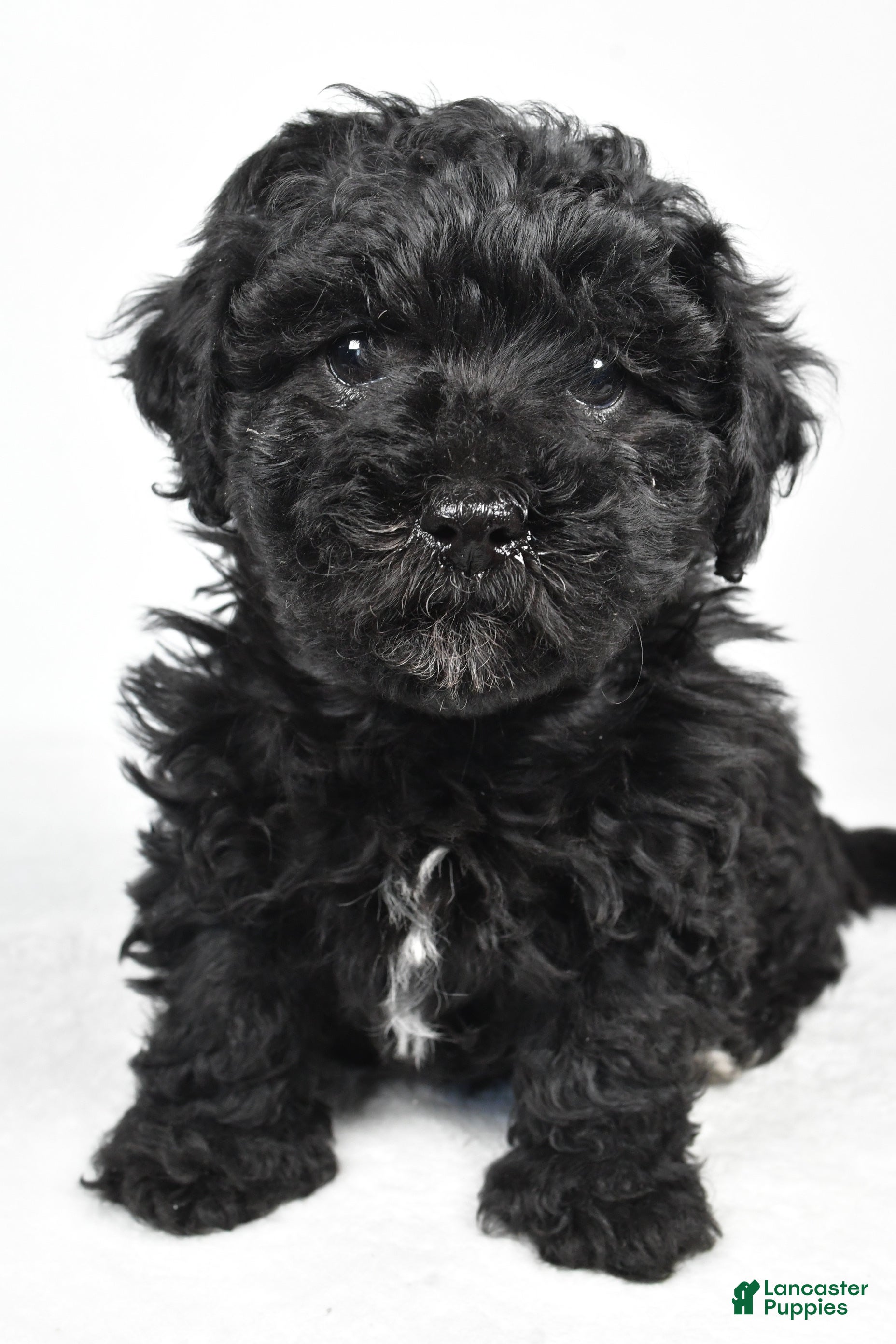 Yorkiepoo dogs Rosa - Ad 6