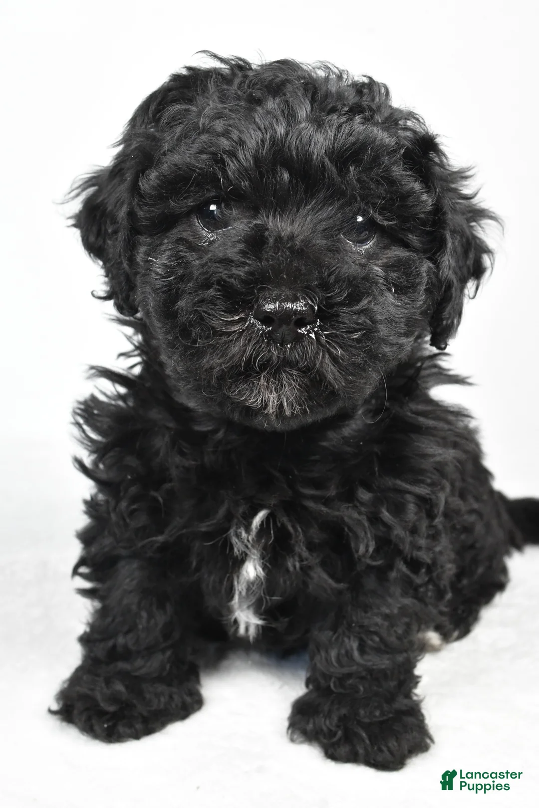 Yorkiepoo dogs for sale: Rosa - Ad 1