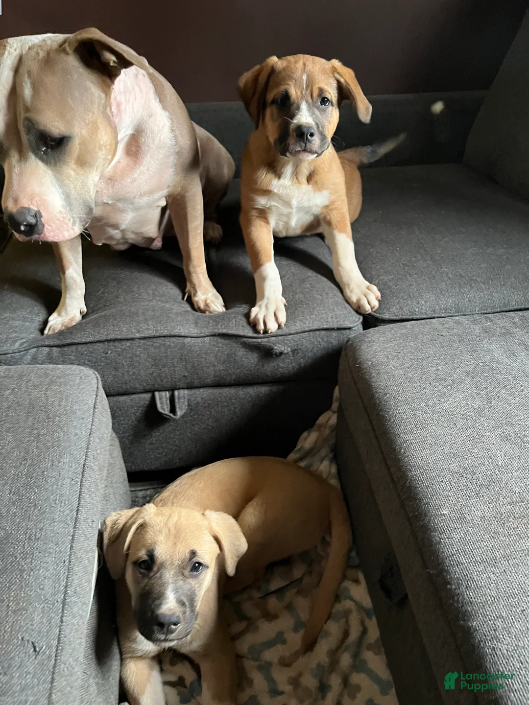 Mixed Breed dogs for sale: Saint - Ad 2