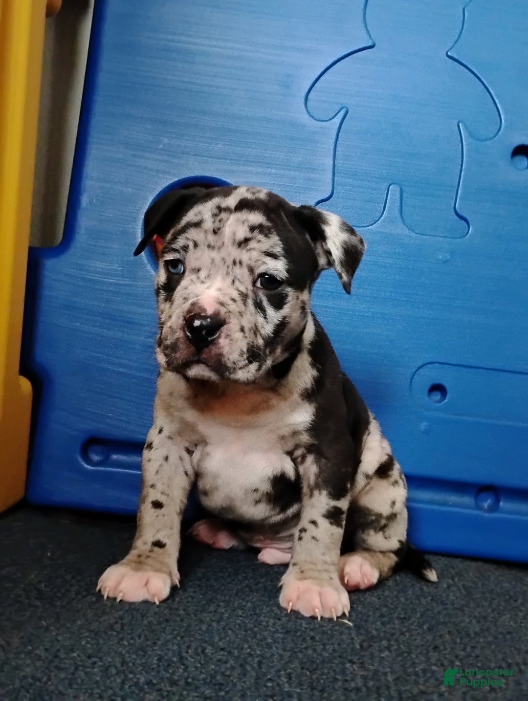 American Bully dogs for sale: KANO - Ad 2