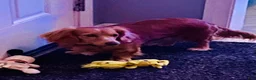 Miniature Dachshund dogs for sale: Miniature Dachshund 3 - Ad 7