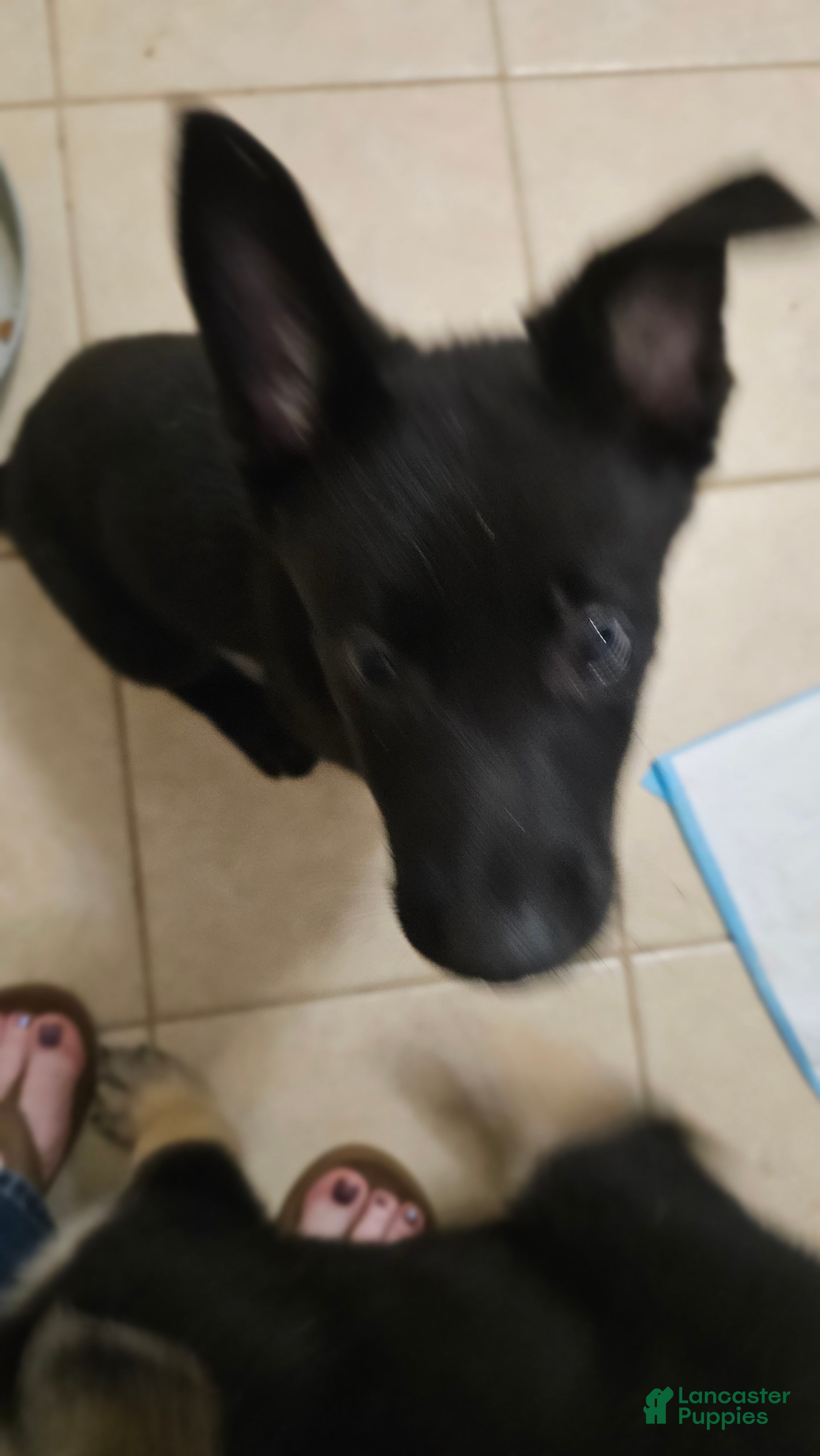 Mixed Breed dogs for sale: Mixed Breed 1 - Ad 3