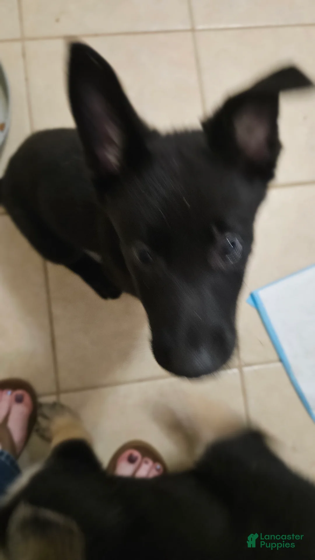 Mixed Breed dogs for sale: Mixed Breed 1 - Ad 1