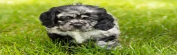 Cocker Spaniel dogs for sale: Cash  - Ad 2
